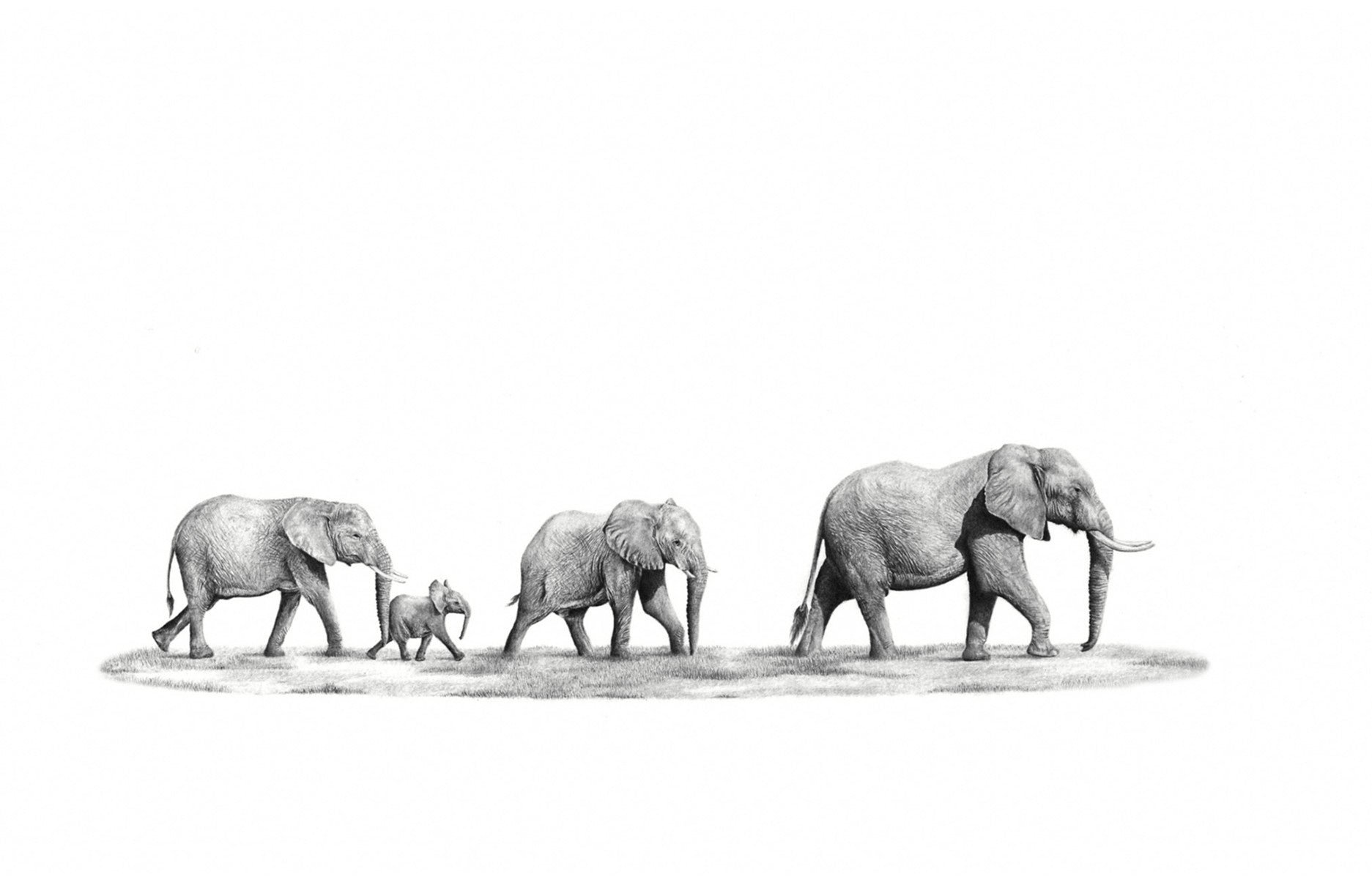 Family of African Elephants in Addo Elephant Park in South Africa