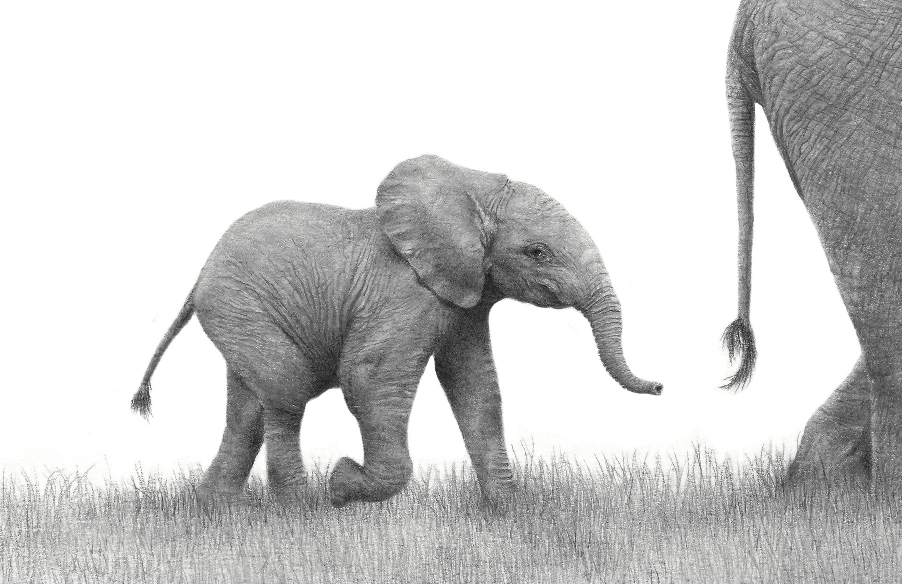 Baby elephant black and white graphite pencil drawing
