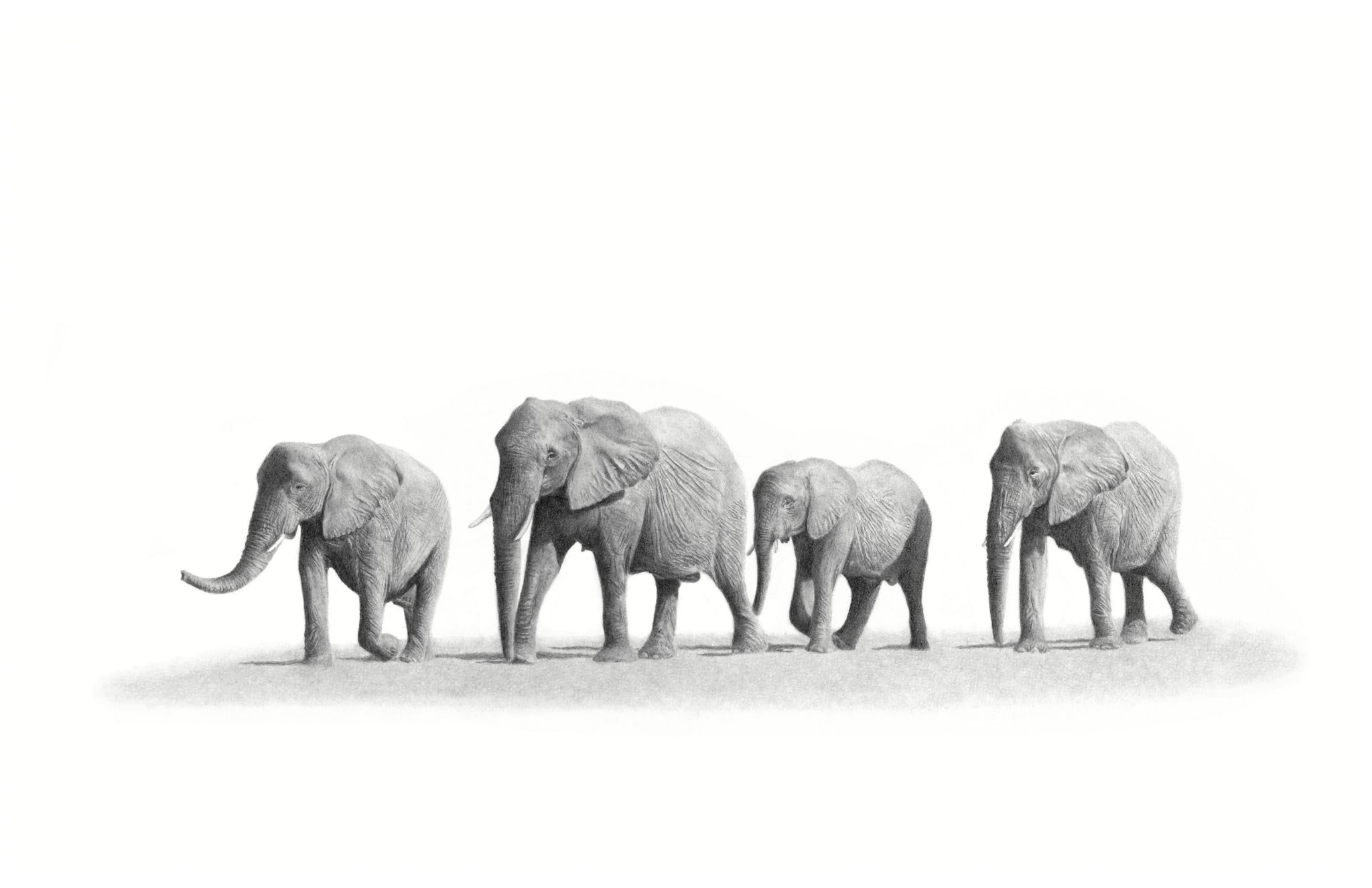 A family herd of elephants walking through the desert in Namibia