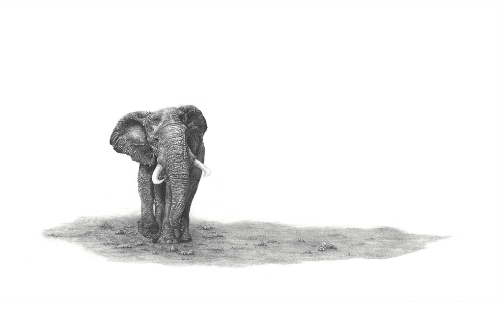 African Elephant bull artwork