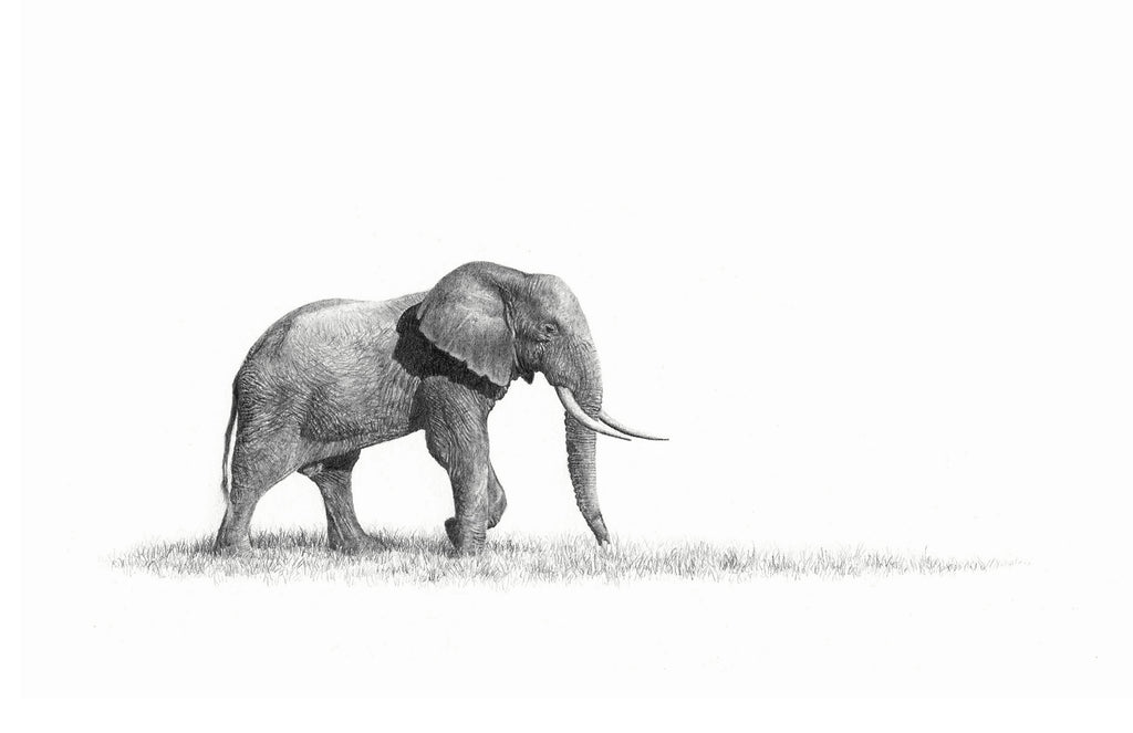 Alone African Elephant Bull small miniature drawing by Matthew Bell