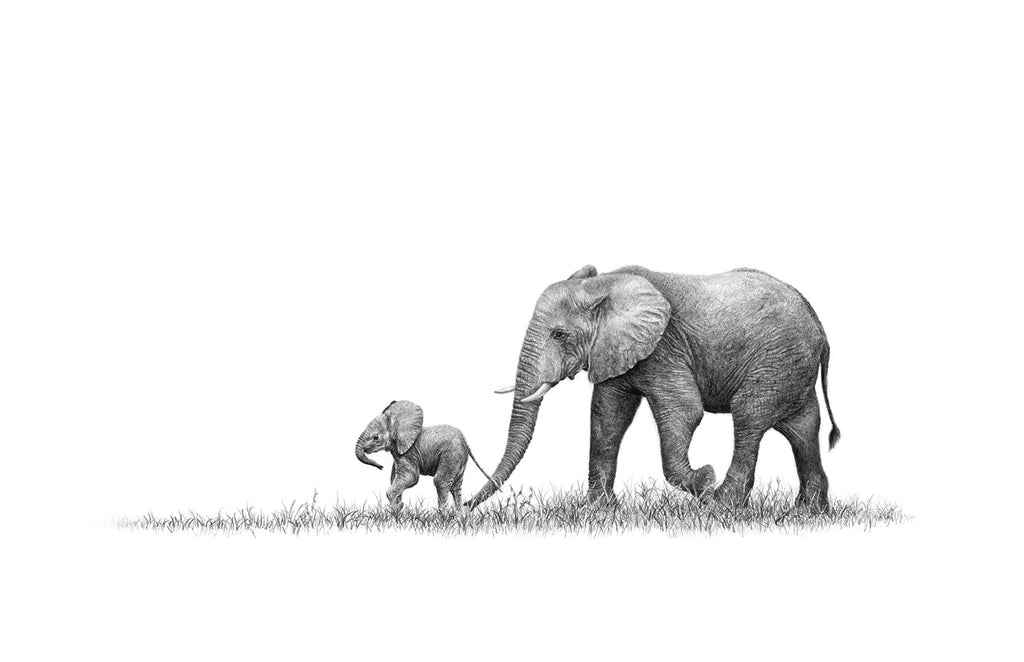African elephant mother and calf pencil drawing mounted print
