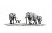 A family of African elephants walking