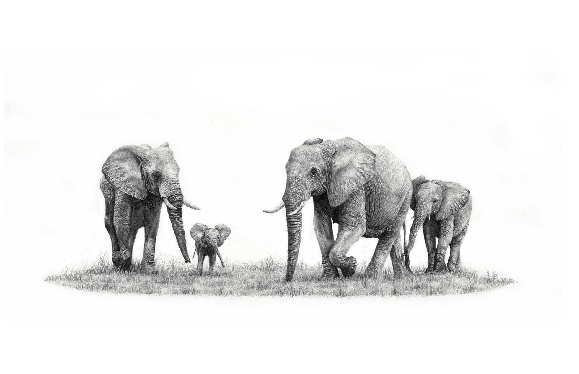 A family of African elephants walking