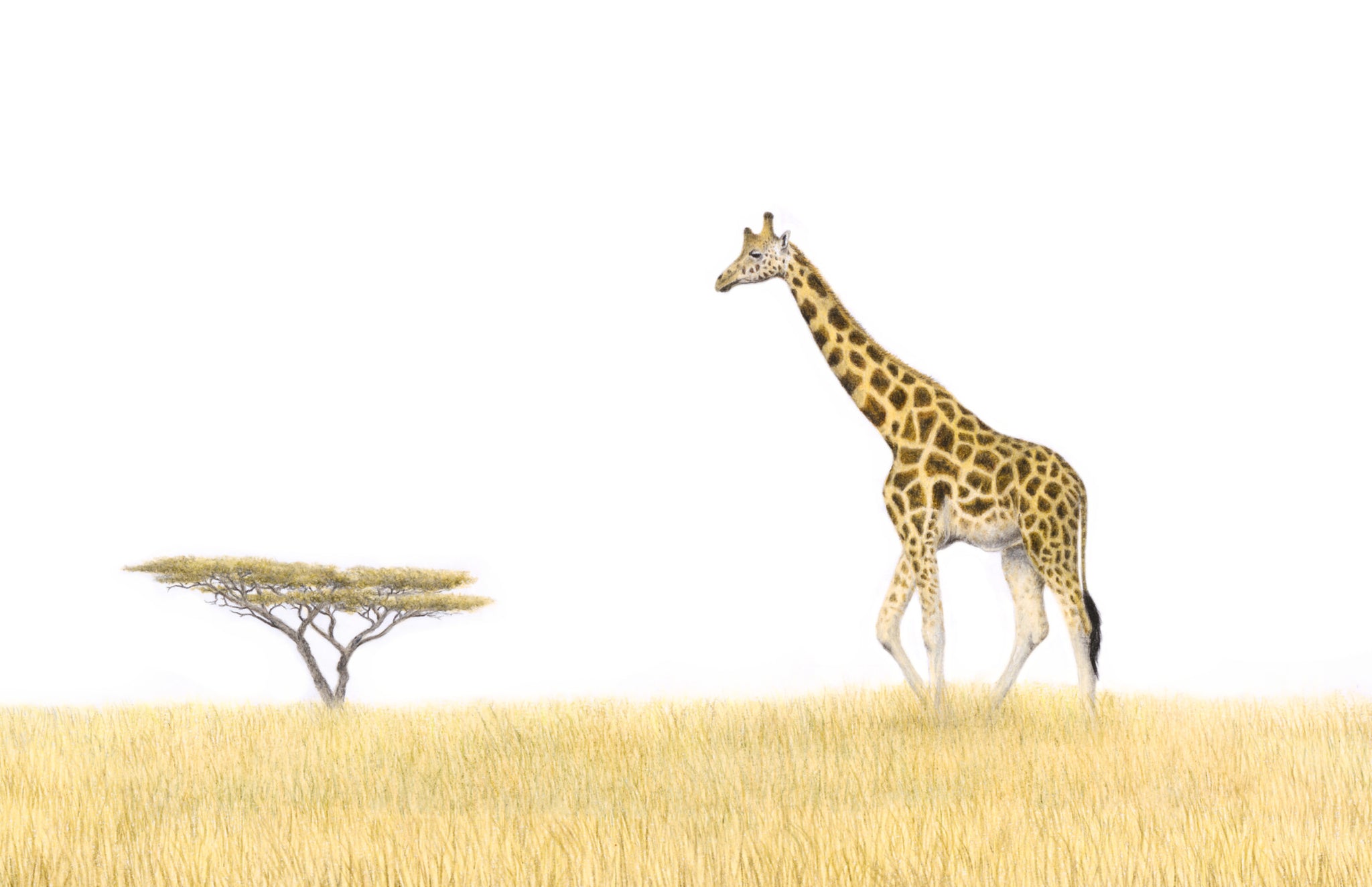 Giraffe in the savanna pencil drawing artwork