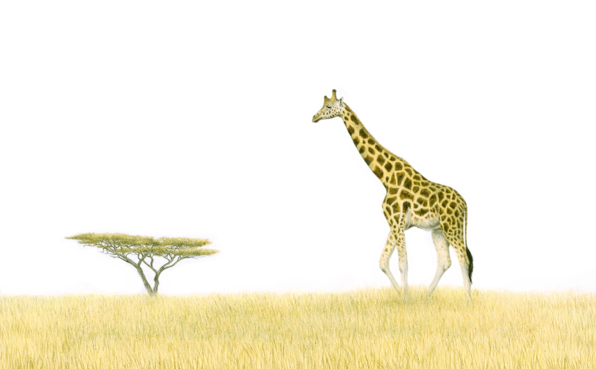 Giraffe in the Savanna - The Original - Framed