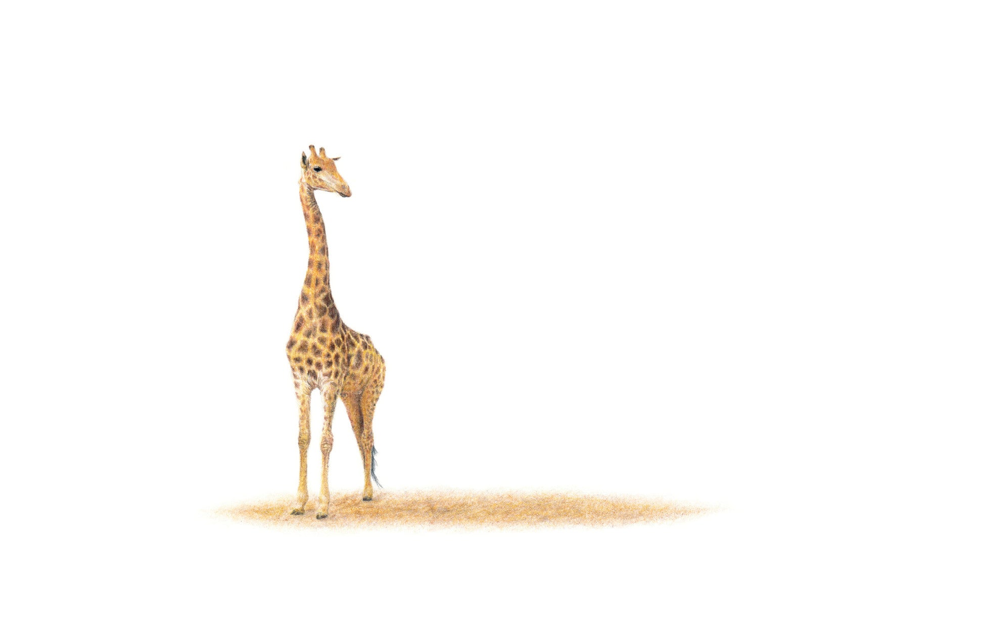 Giraffe artwork in pencil