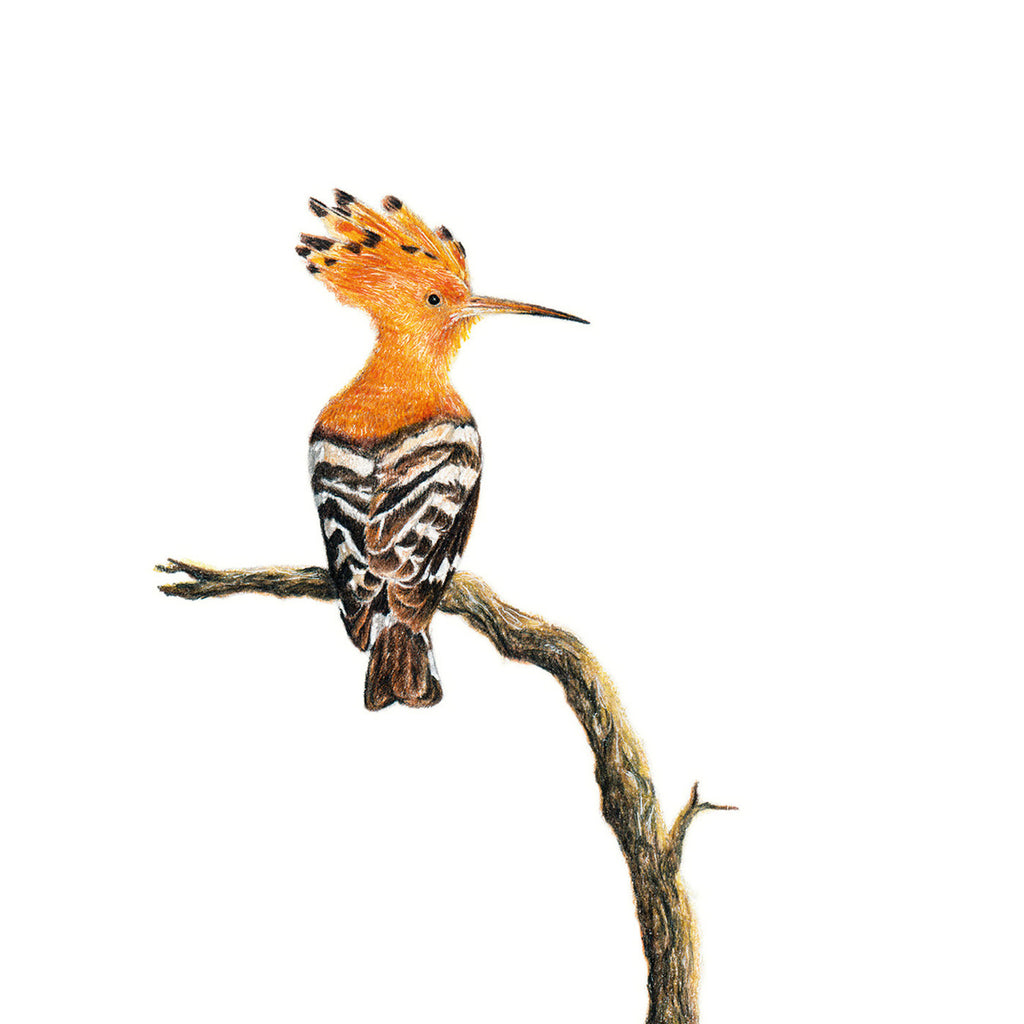 African Hoopoe bird artwork