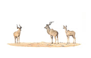 Pencil drawing of three Kudus