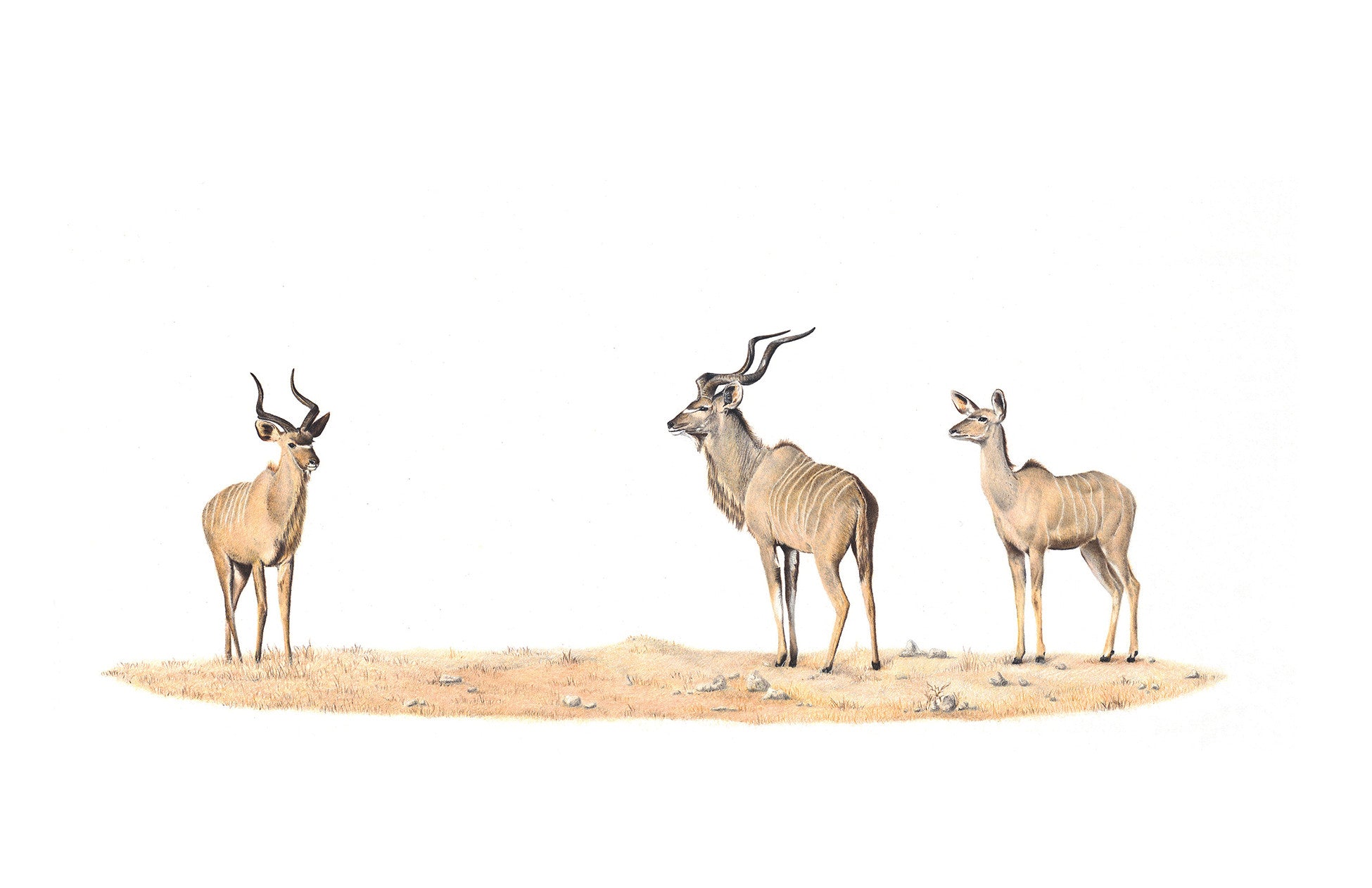 Pencil drawing of three Kudus