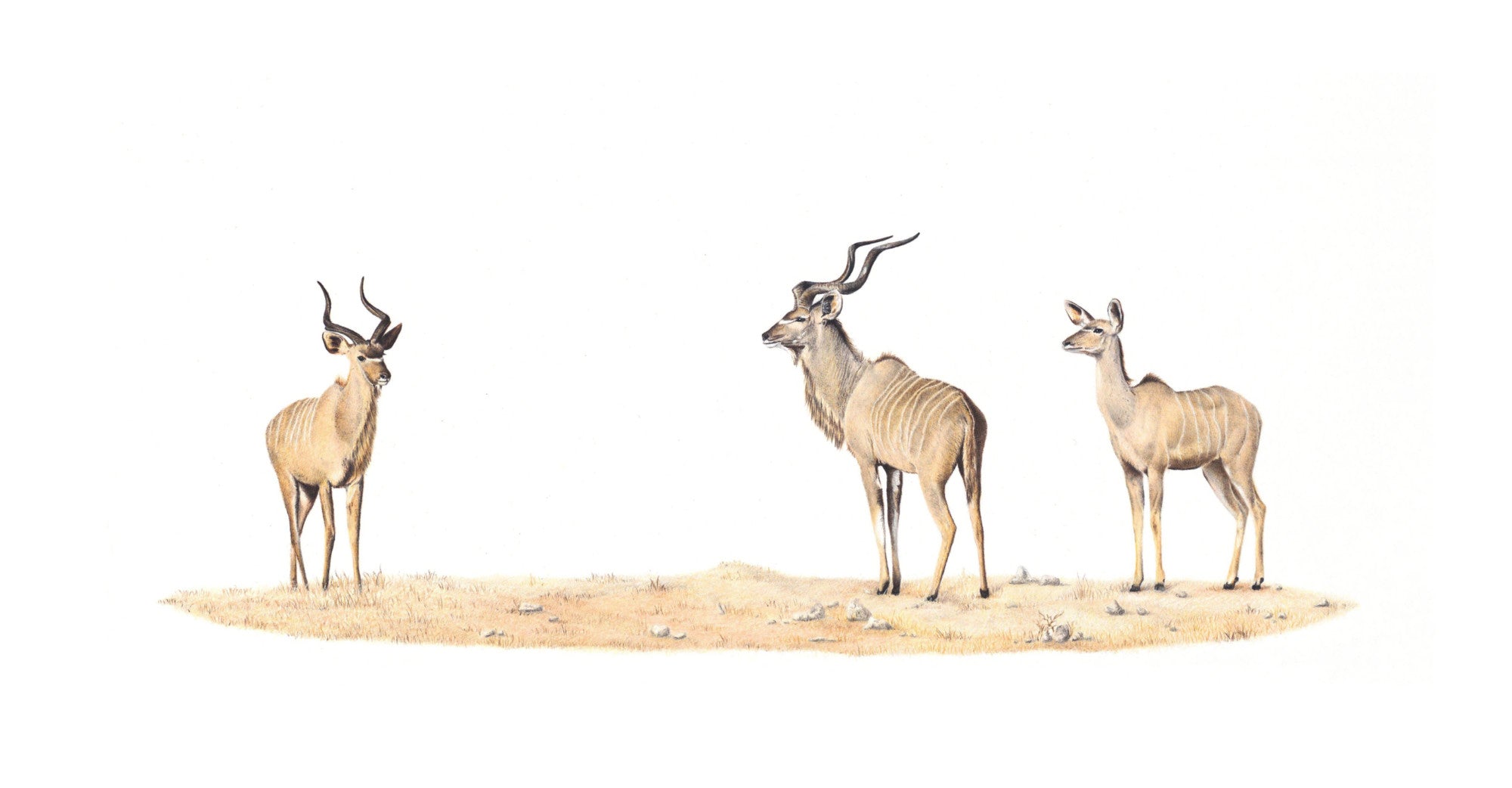 Original African animal wildlife artwork pencil drawing of a family of Kudus