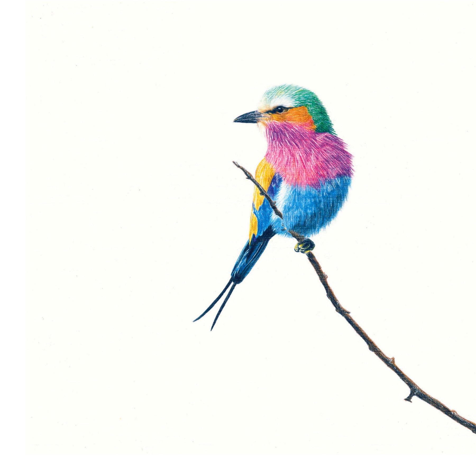 Lilac Breasted Roller bird artwork