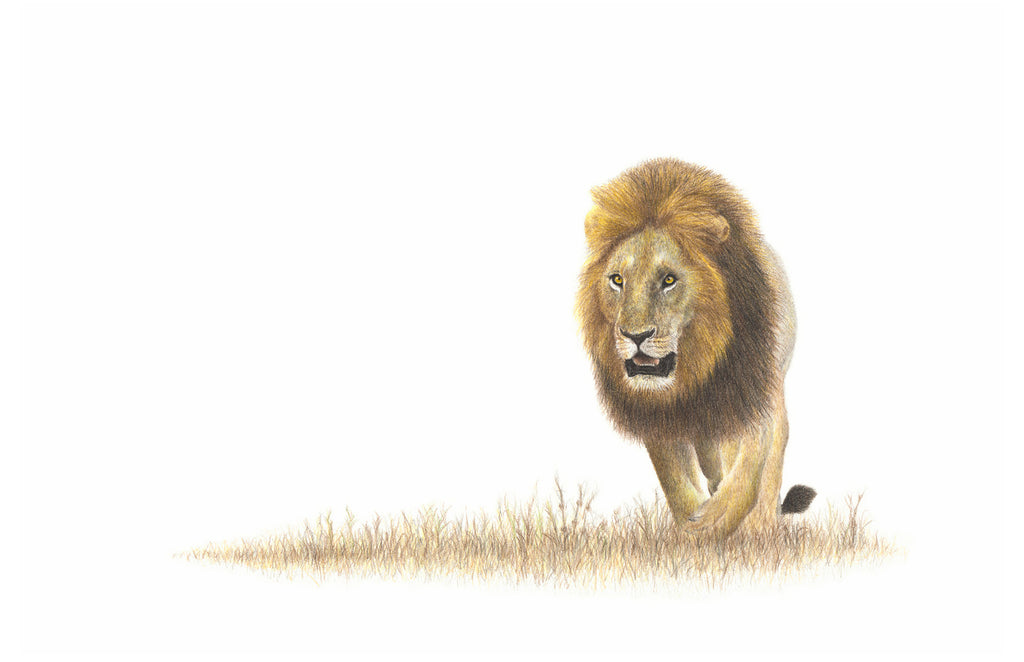 Kalahari male lion pencil artwork