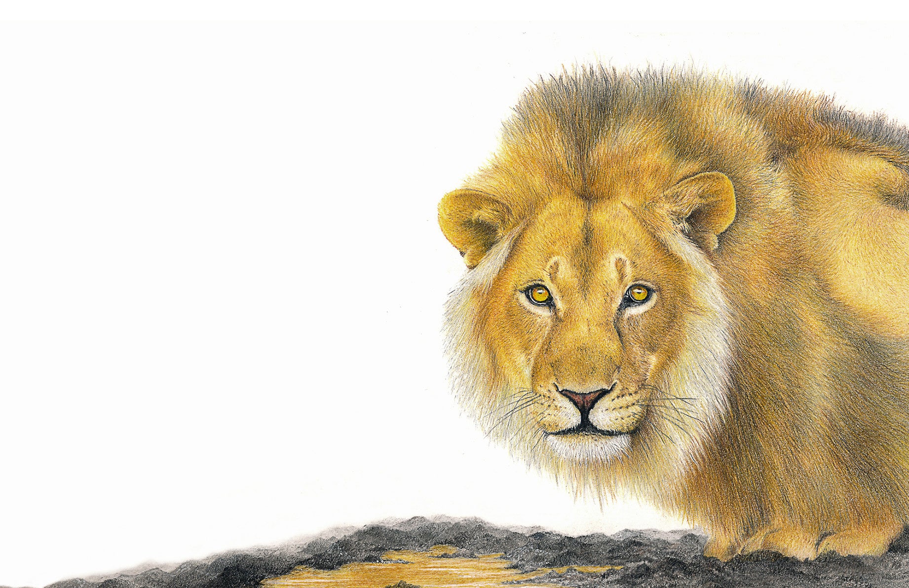 Male lion drinking at a watering hole in the evening sunlight