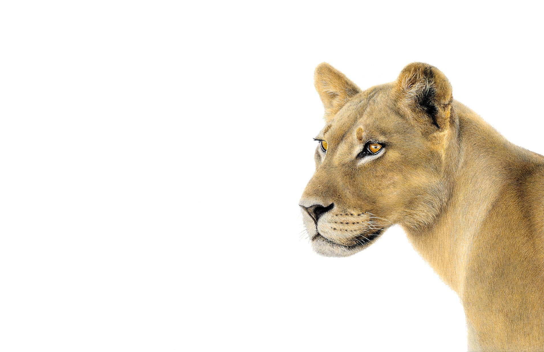 Lioness portrait pencil drawing by Matthew Bell