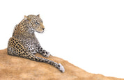 Leopard lying on a mound in the Sabi Sabi game reserve