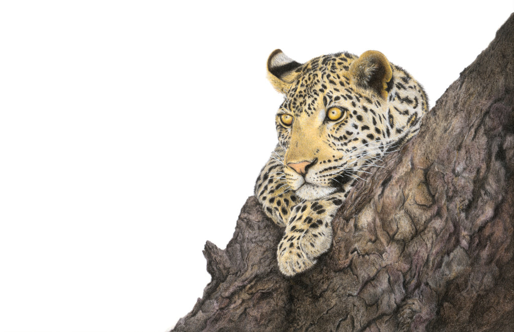 Leopard in the fork of a marula tree artwork 