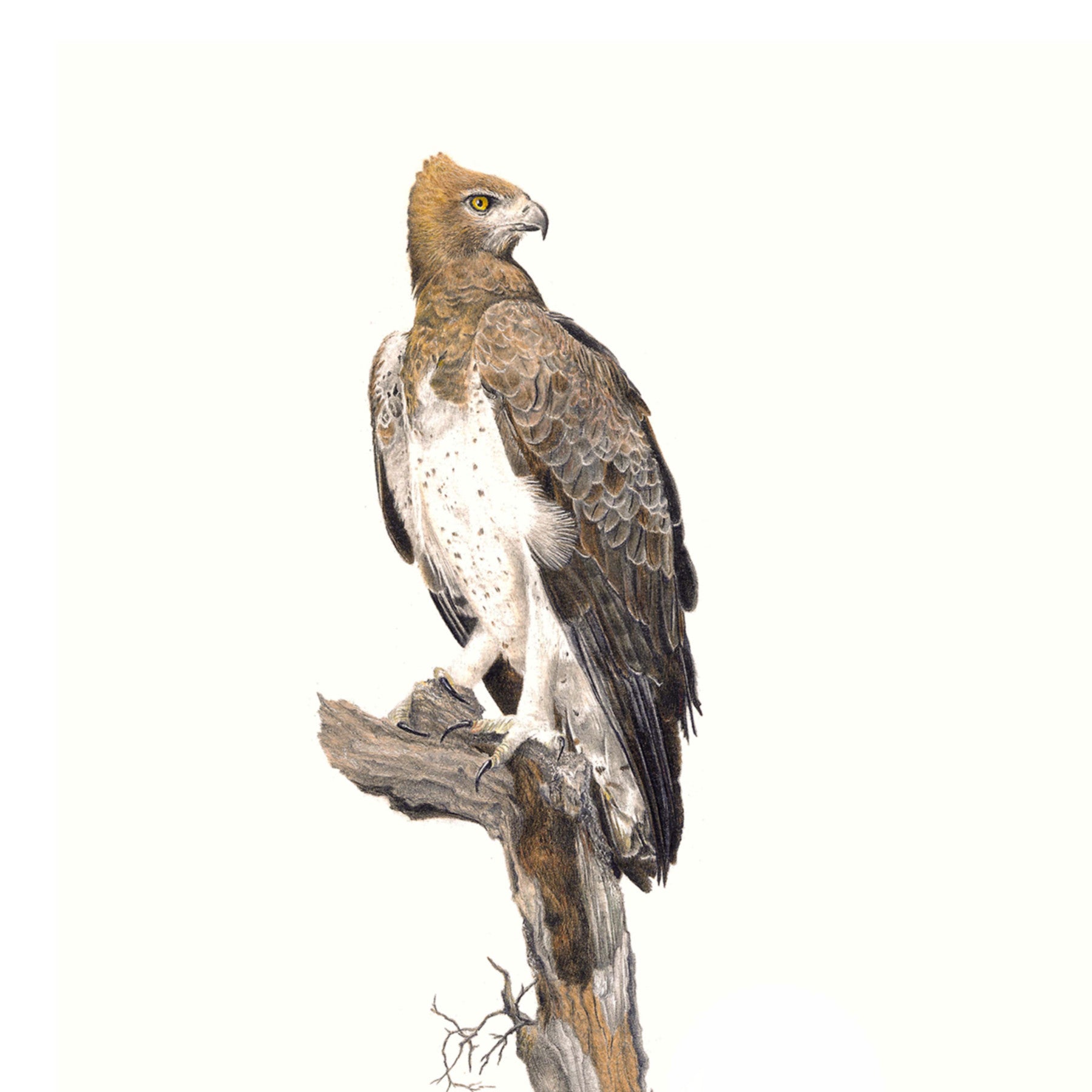 Martial Eagle bird artwork