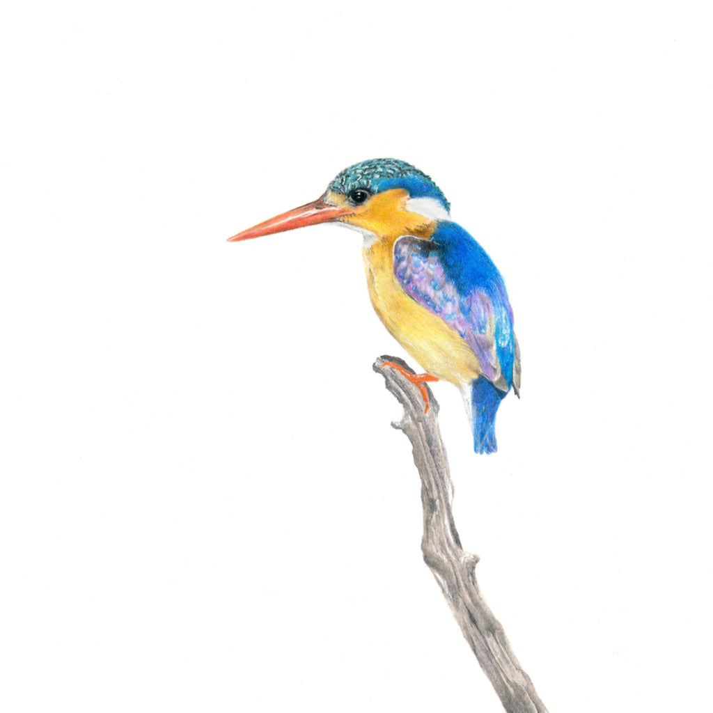 Malachite Kingfisher bird artwork