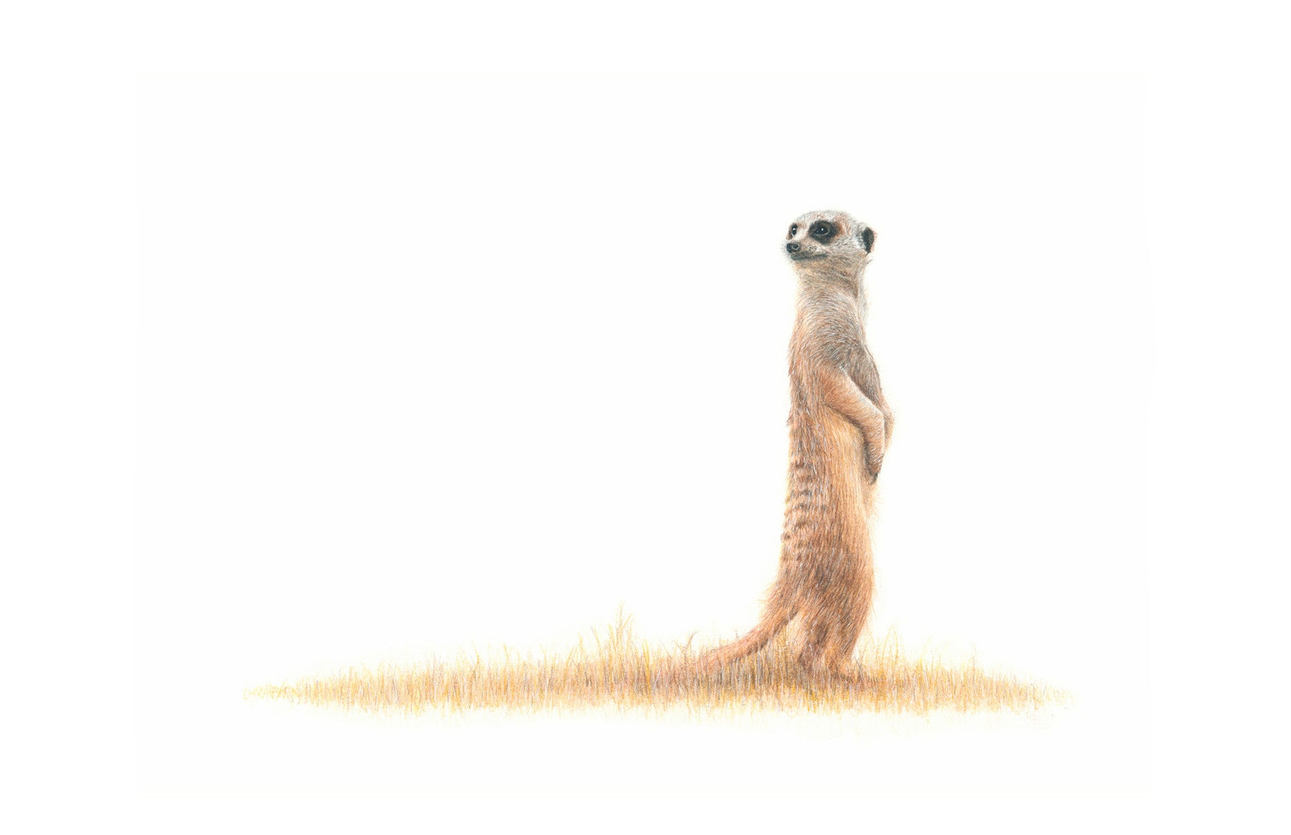 Meerkat artwork in pencil