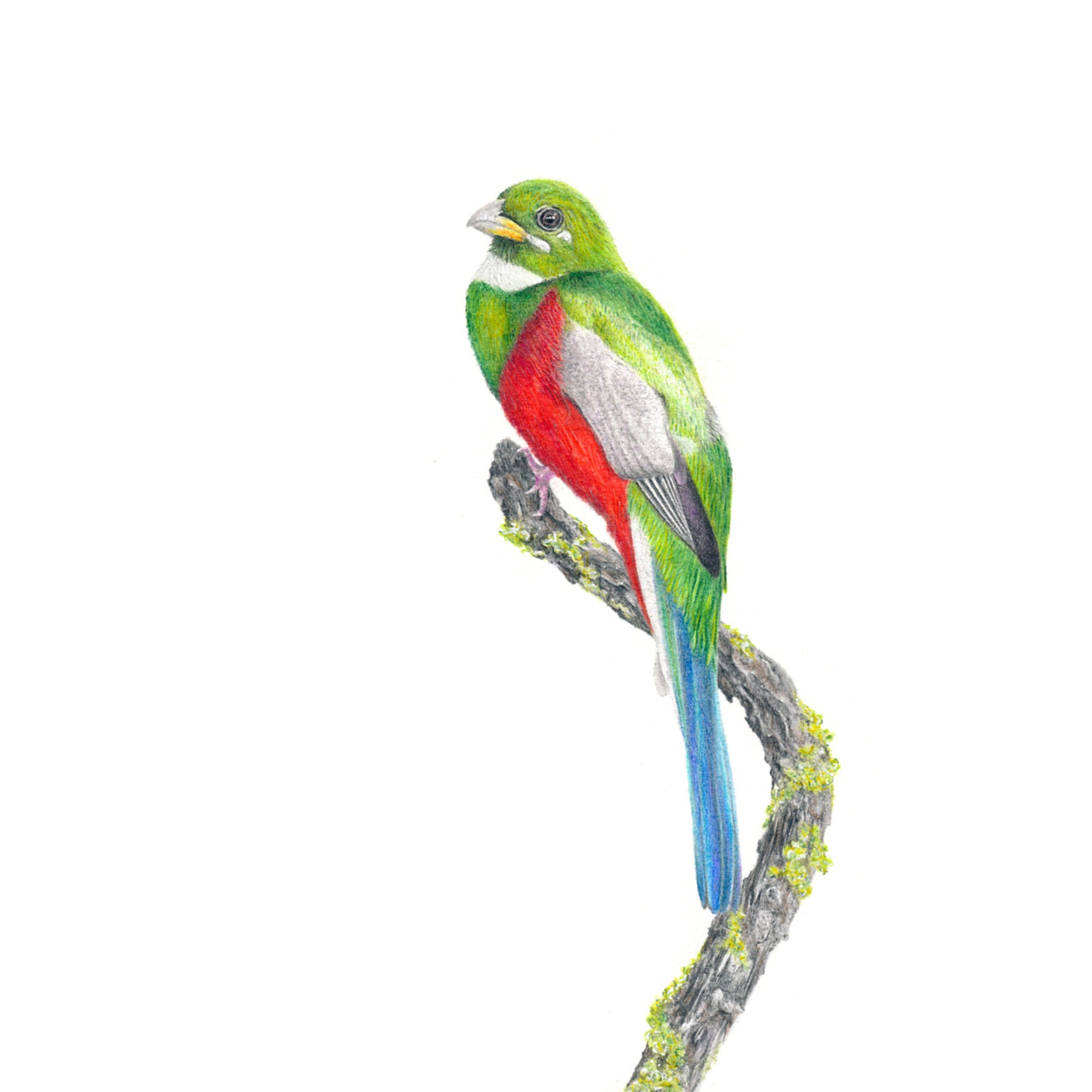 Narina Trogon bird artwork