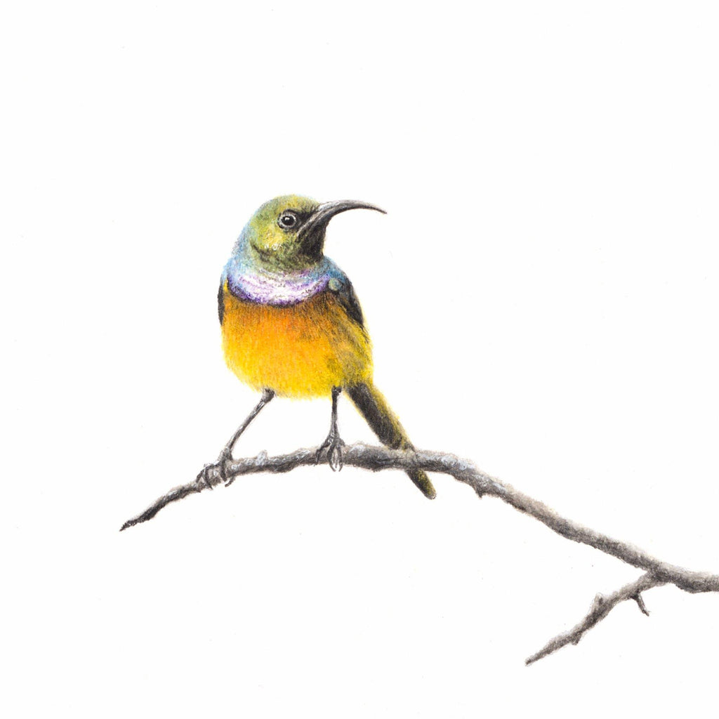 Orange Breasted Sunbird Miniature Original (ORMINS2-3/10) - Matthew Bell Wildlife Art