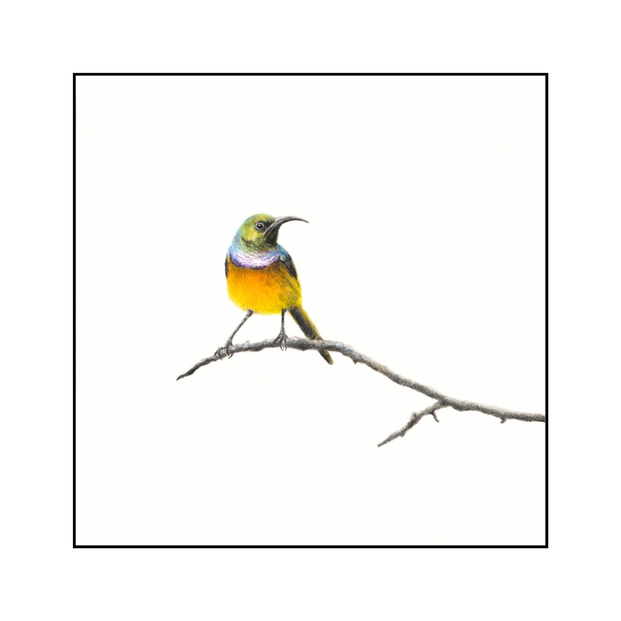 Orange Breasted Sunbird Miniature Original (ORMINS2-3/10) - Matthew Bell Wildlife Art