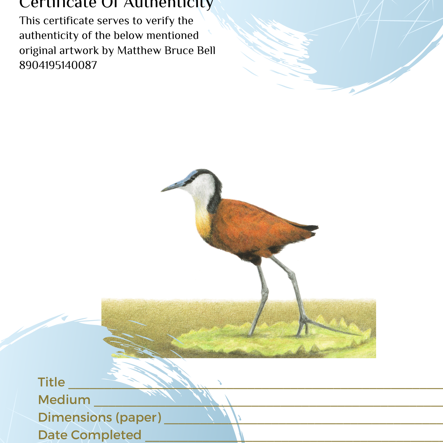 African Jacana original pencil drawing with a kiaat frame by South African bird artist Matthew Bell