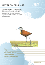 African Jacana original pencil drawing with a kiaat frame by South African bird artist Matthew Bell