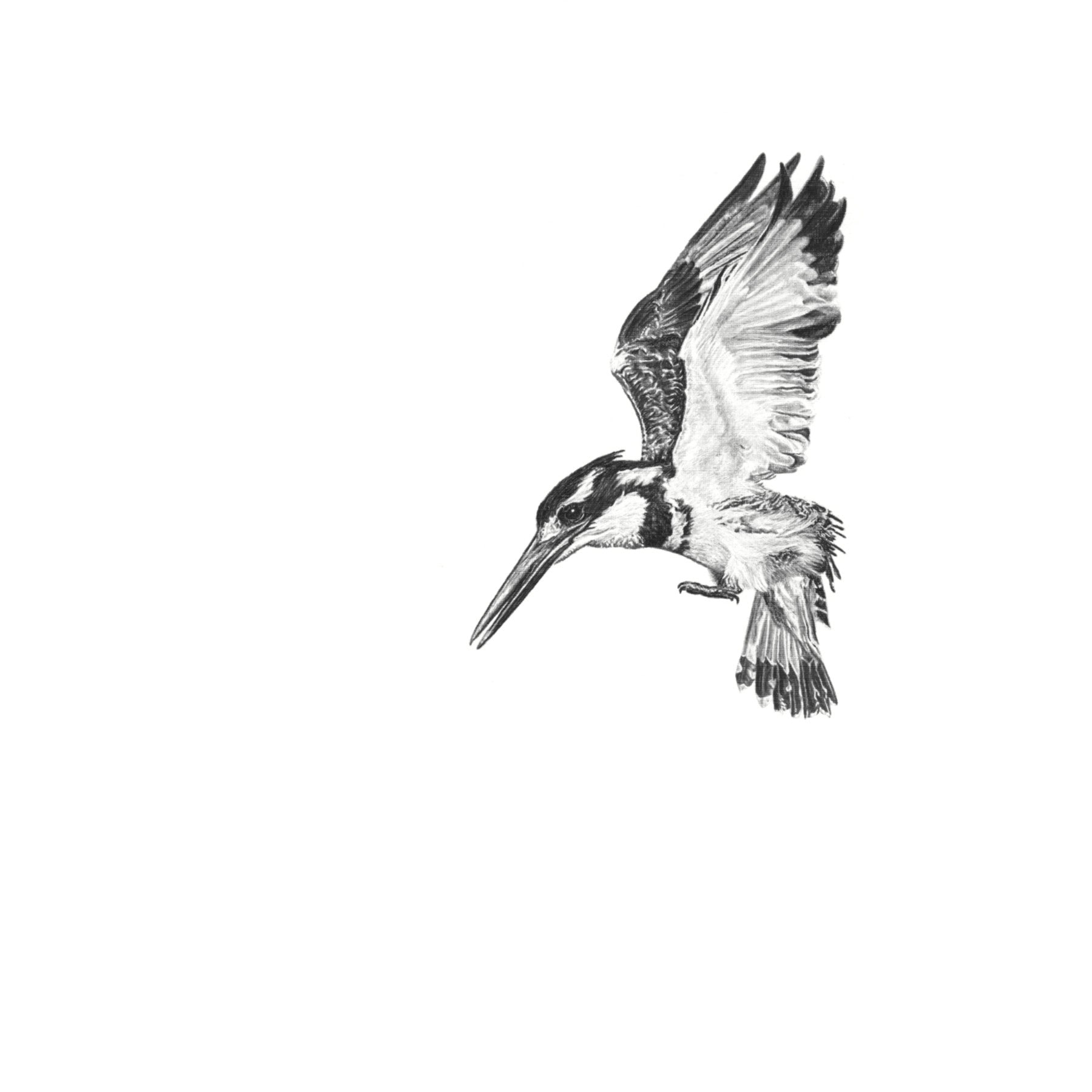 Pied Kingfisher bird artwork