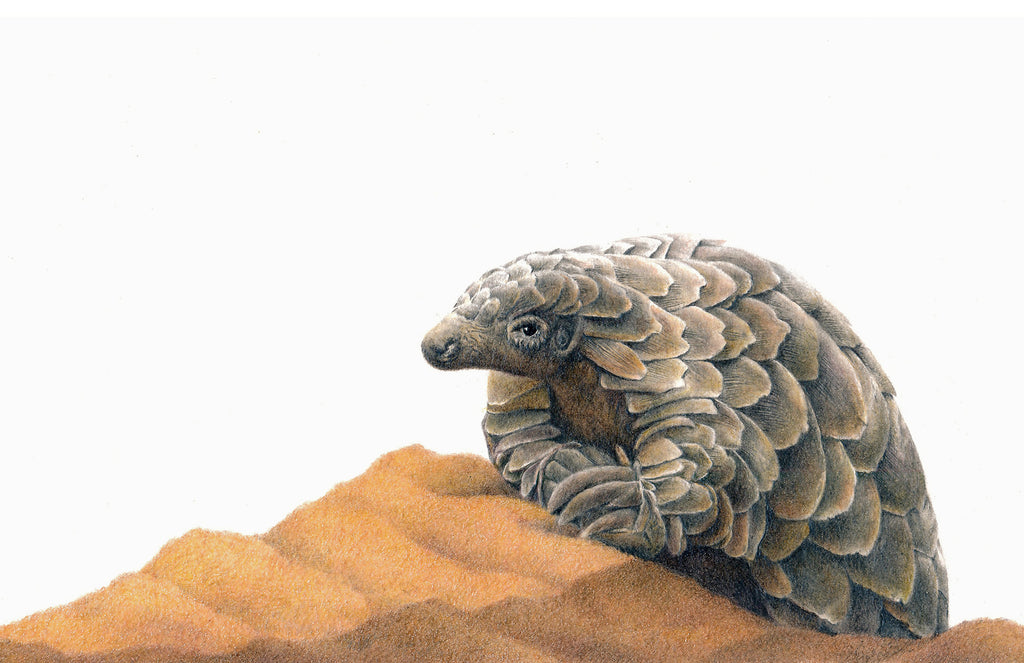 African pangolin artwork painting mounted print