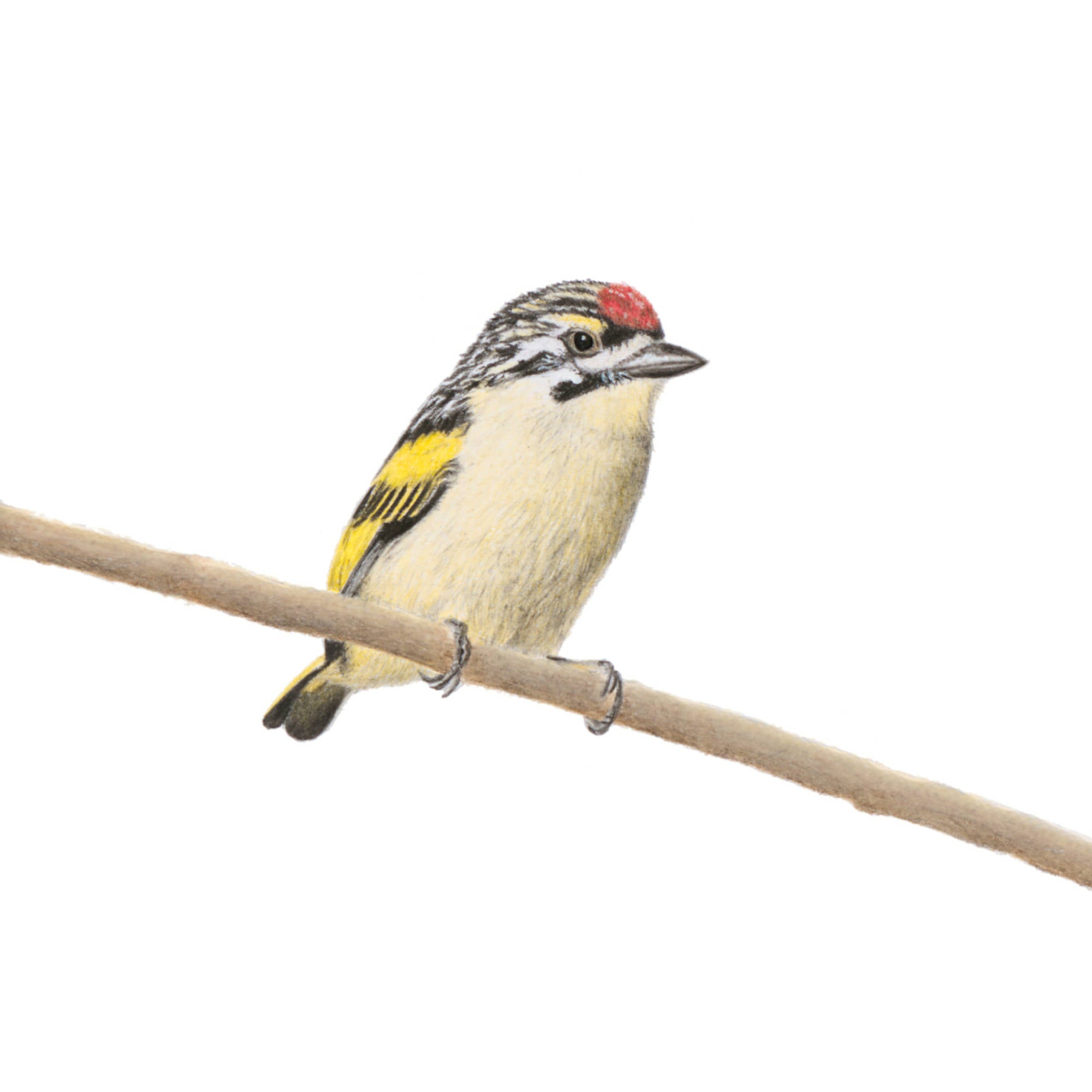 Red Fronted Tinkerbird Barbet drawing artwork of South African Birds