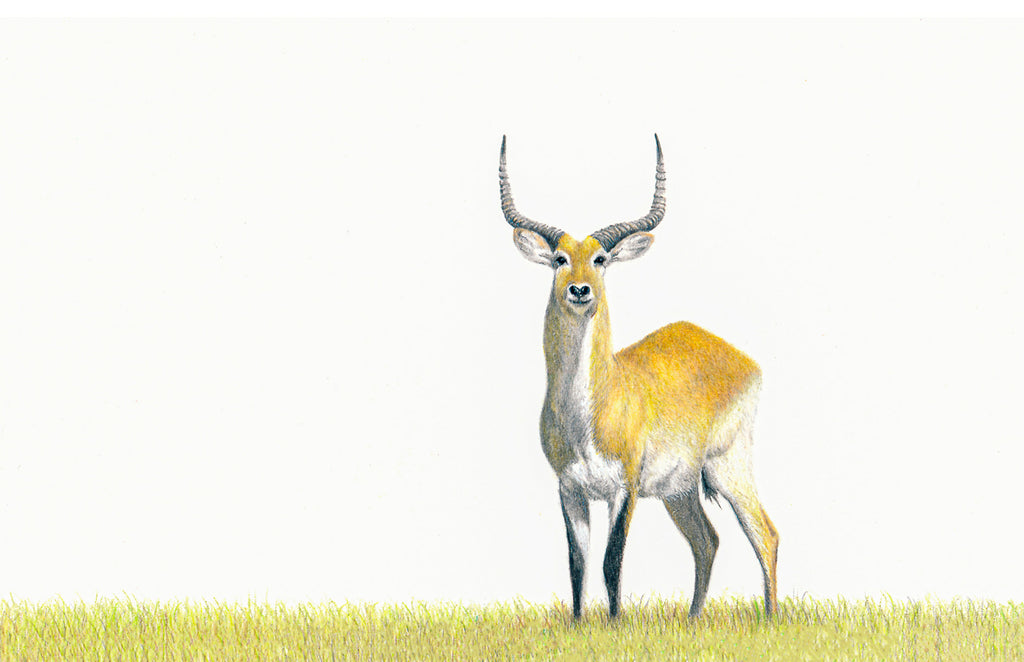 Red Lechwe in the Okavango Delta in Botswana artwork