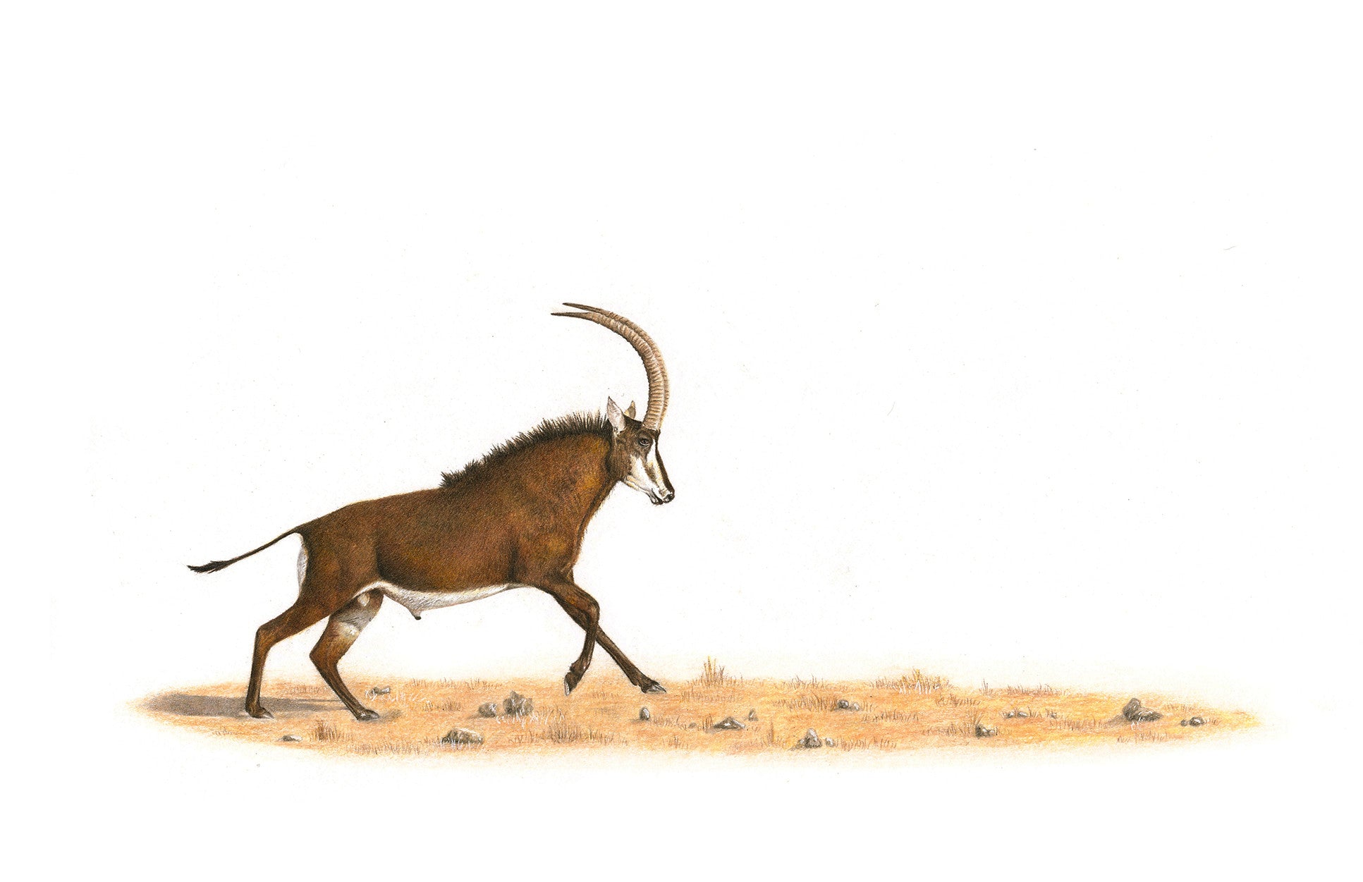 Sable antelope running through the bush at Ulusaba