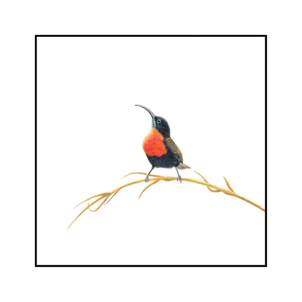 Scarlet Chested Sunbird Miniature Original (ORMINS2-2/10) - Matthew Bell Wildlife Art
