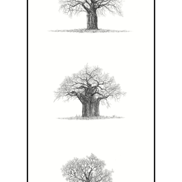 Artwork comprising of a set of five African Baobab Trees in a mounted print, drawn with graphite pencil