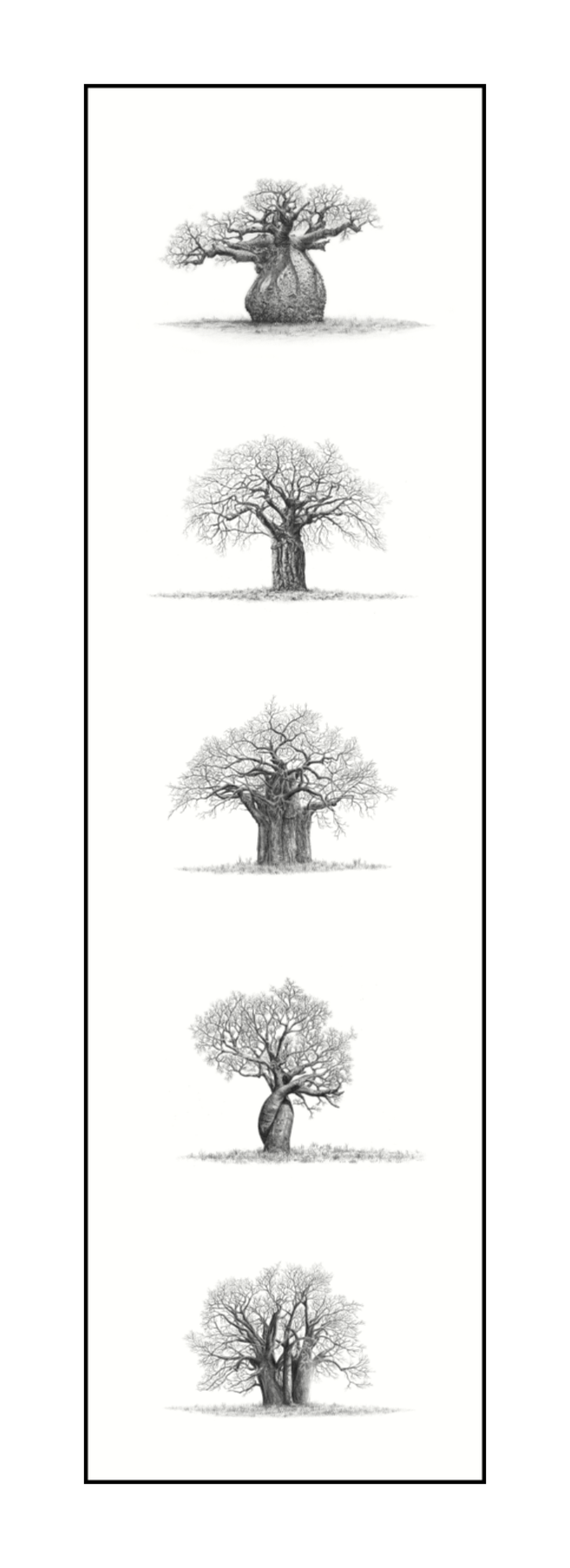 Artwork comprising of a set of five African Baobab Trees in a mounted print, drawn with graphite pencil