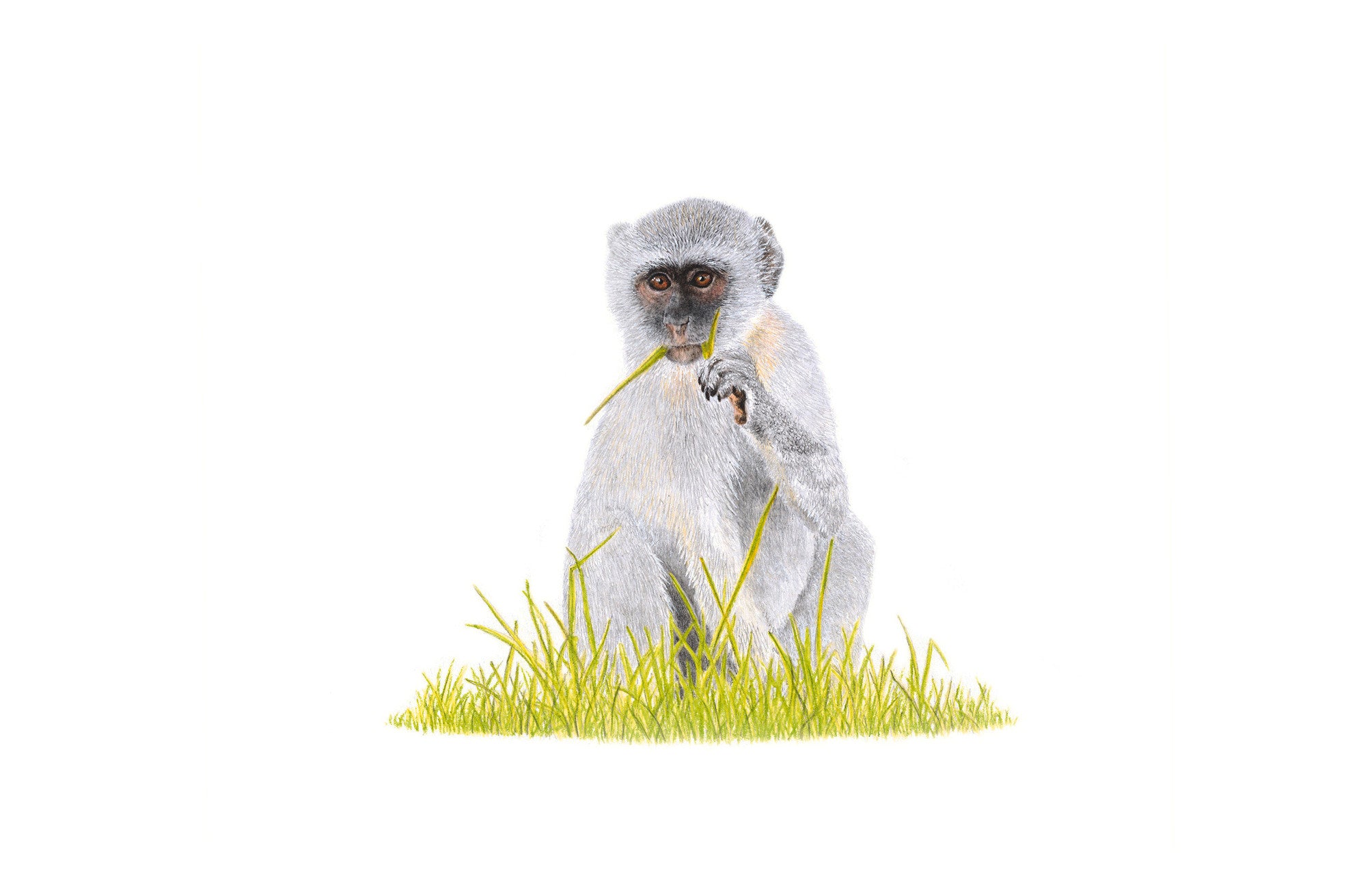 Vervet Monkey sitting in the grass in South Africa