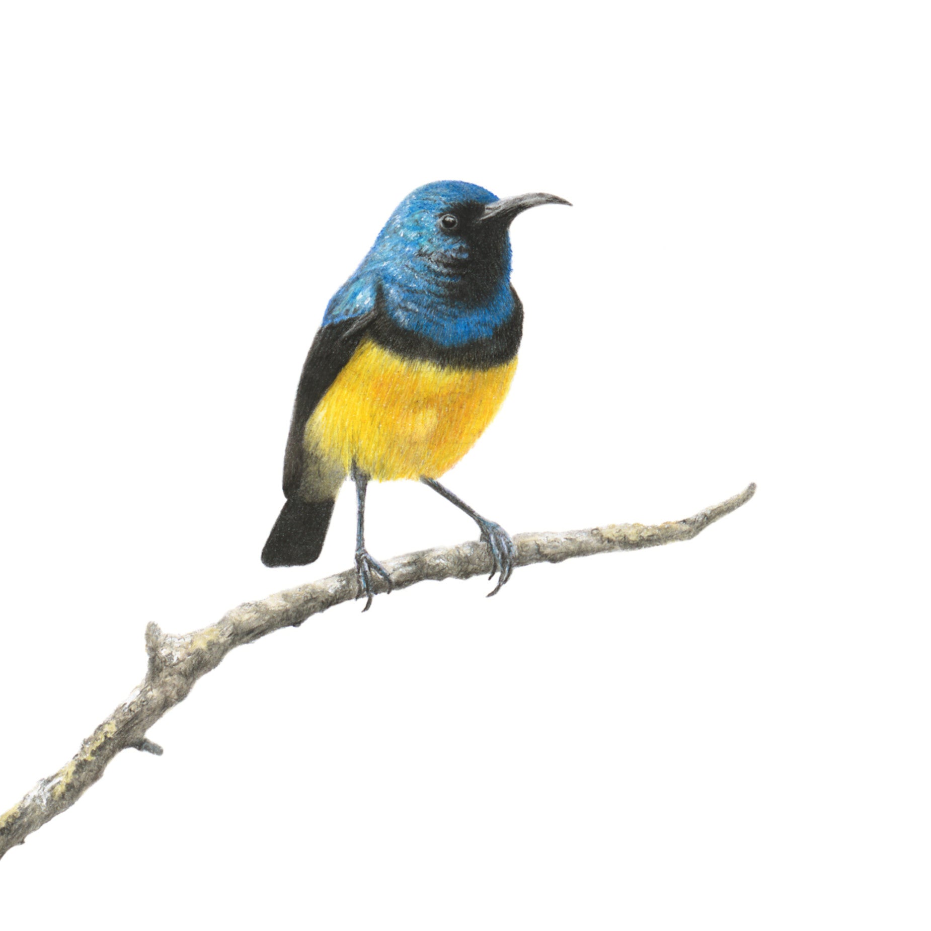 The original pencil artwork drawing of a Variable Sunbird