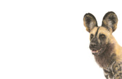 African Wild Dog in Tanzania portrait pencil drawing