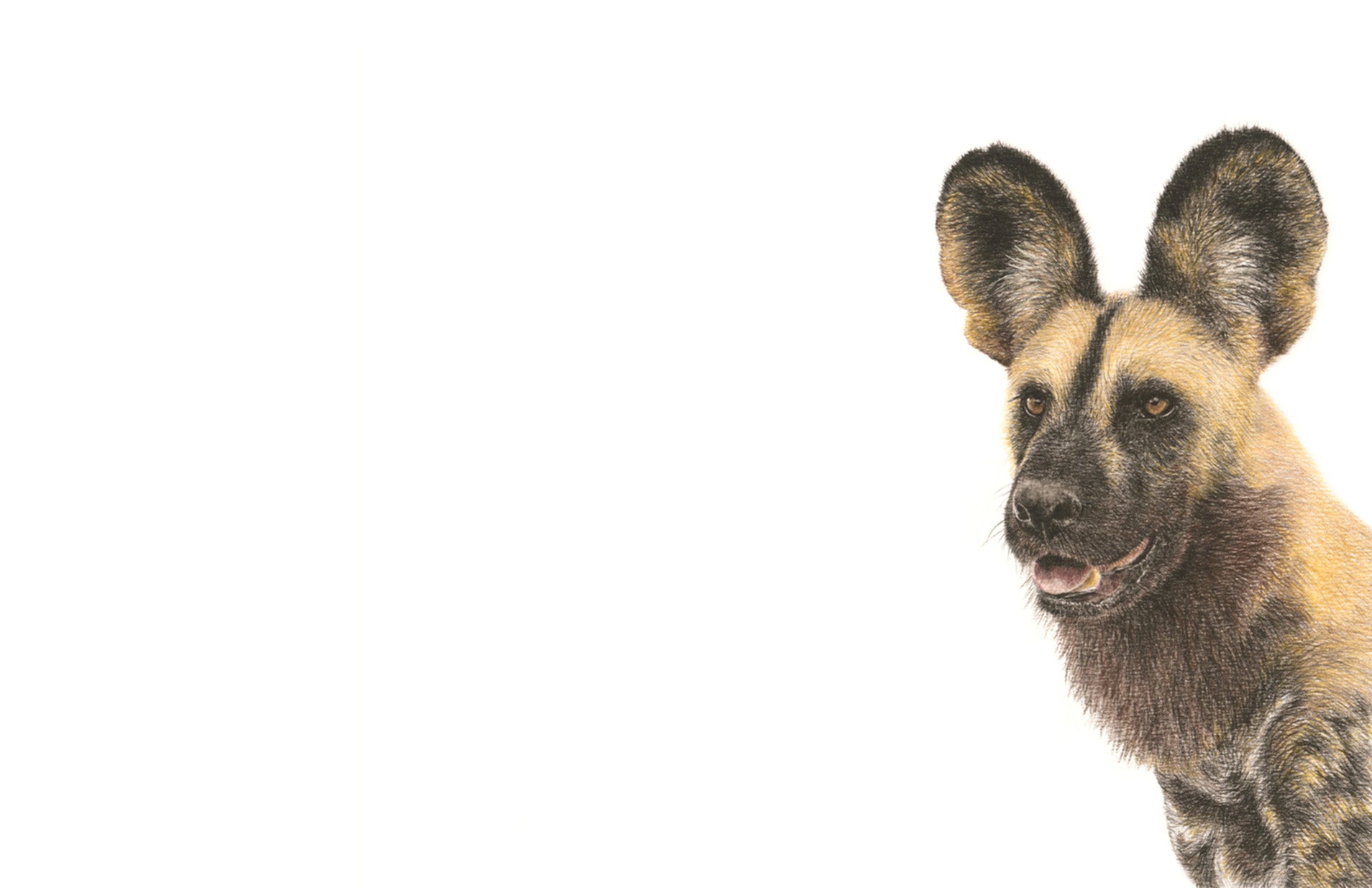 African Wild Dog in Tanzania portrait pencil drawing