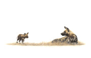 African wild dog mother and pup lying in the grass in the Kruger National Park