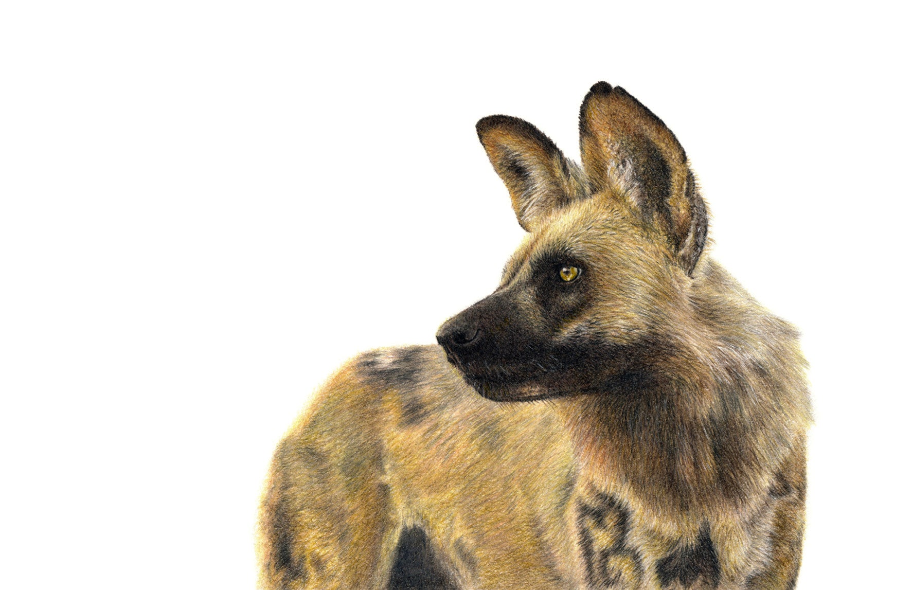 African Wild Dog portrait artwork