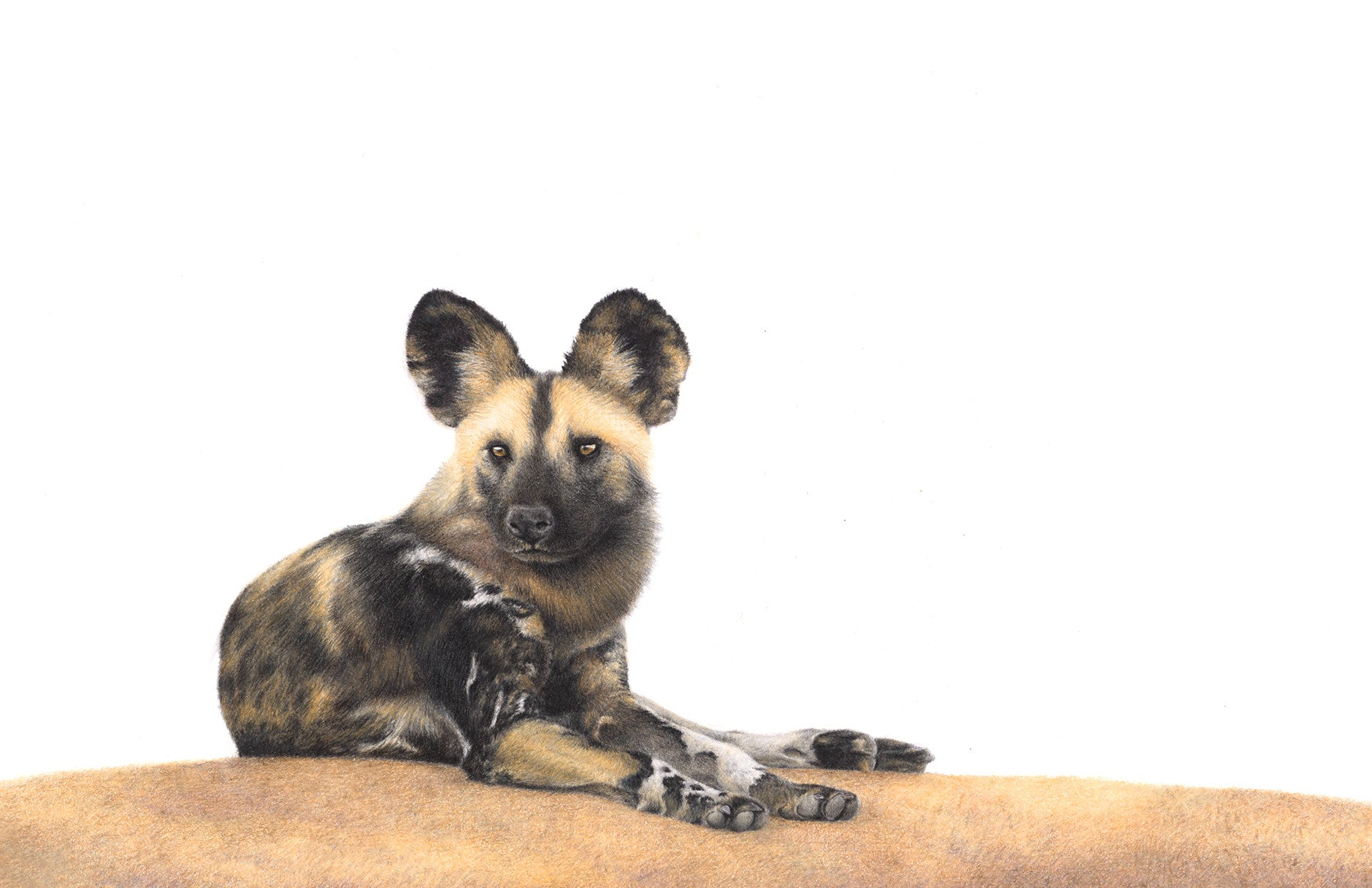 African wild dog artwork print of a wild dog in Kenya, Masaai Mara