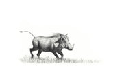 Warthog in pencil mounted print drawing