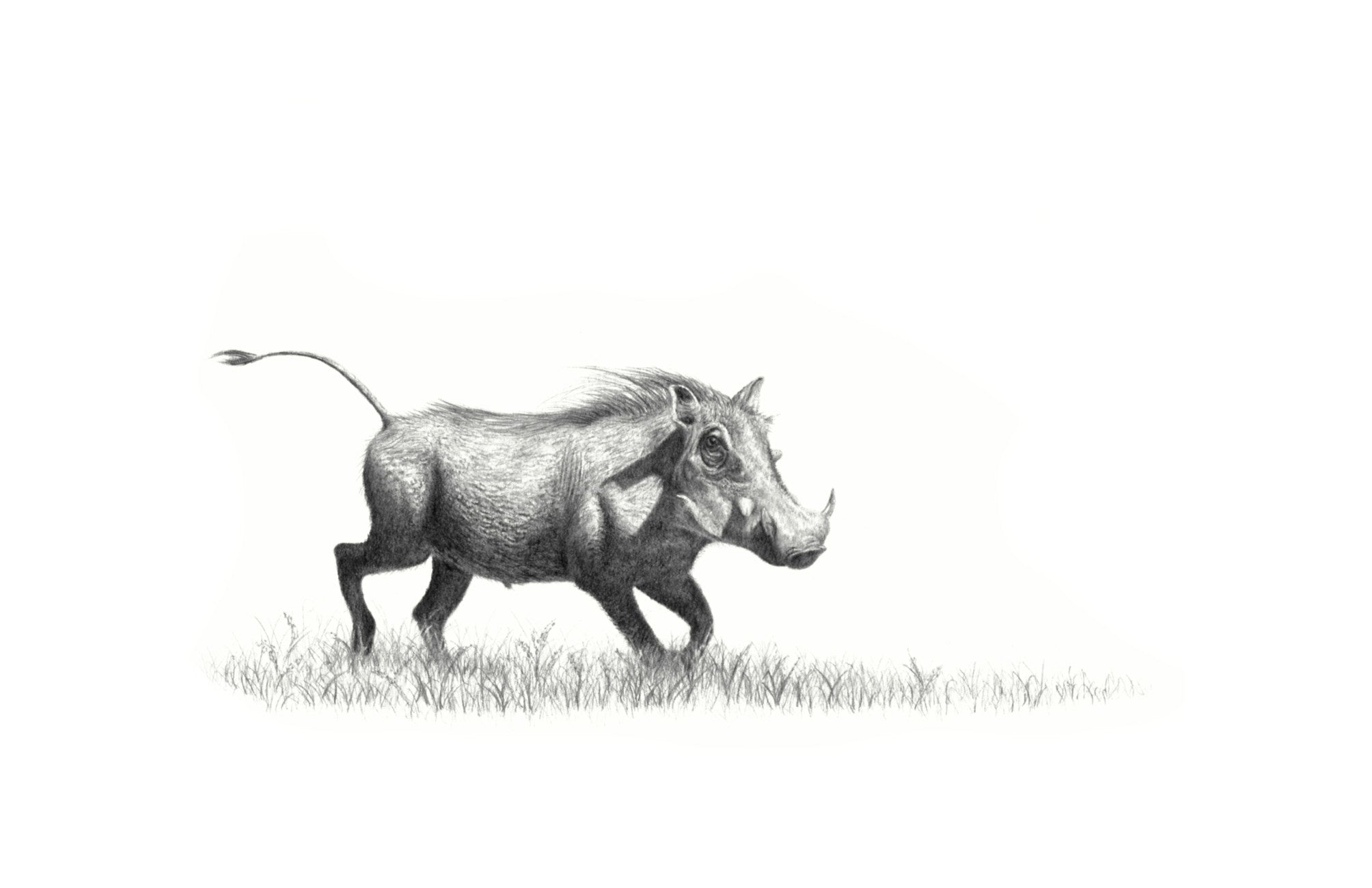 Warthog in pencil mounted print drawing
