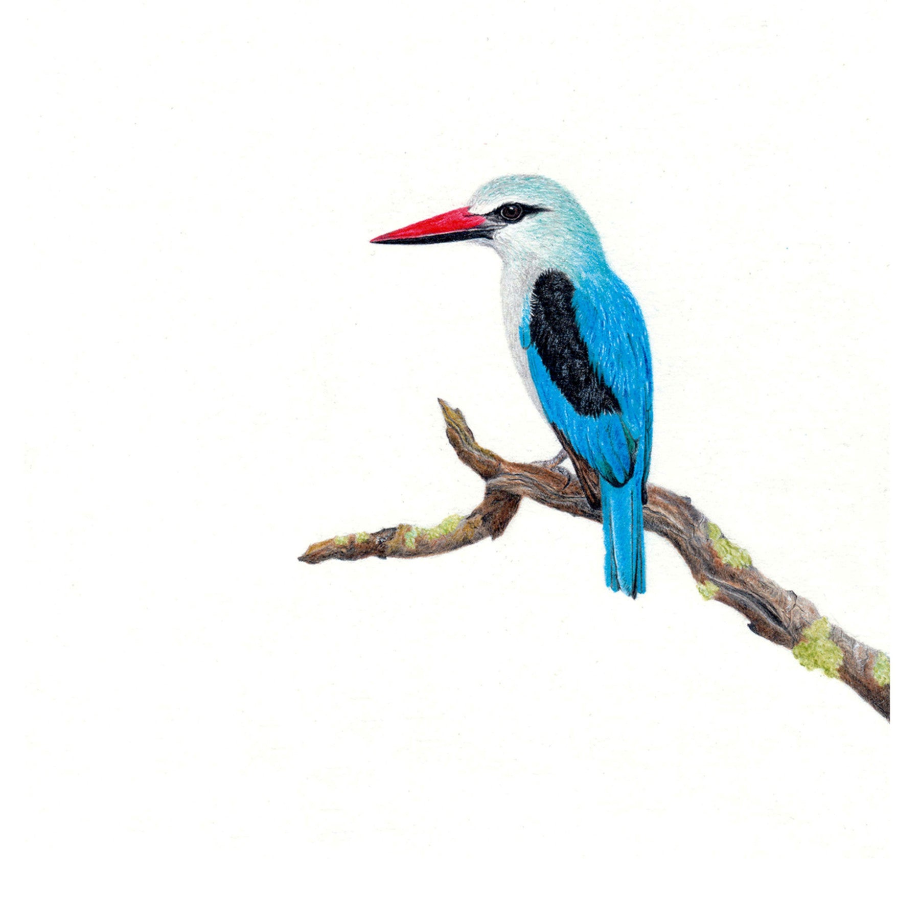 Woodland Kingfisher bird artwork