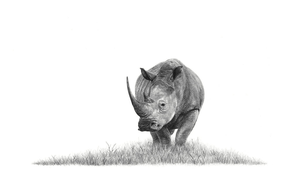 Lone African White Rhino artwork