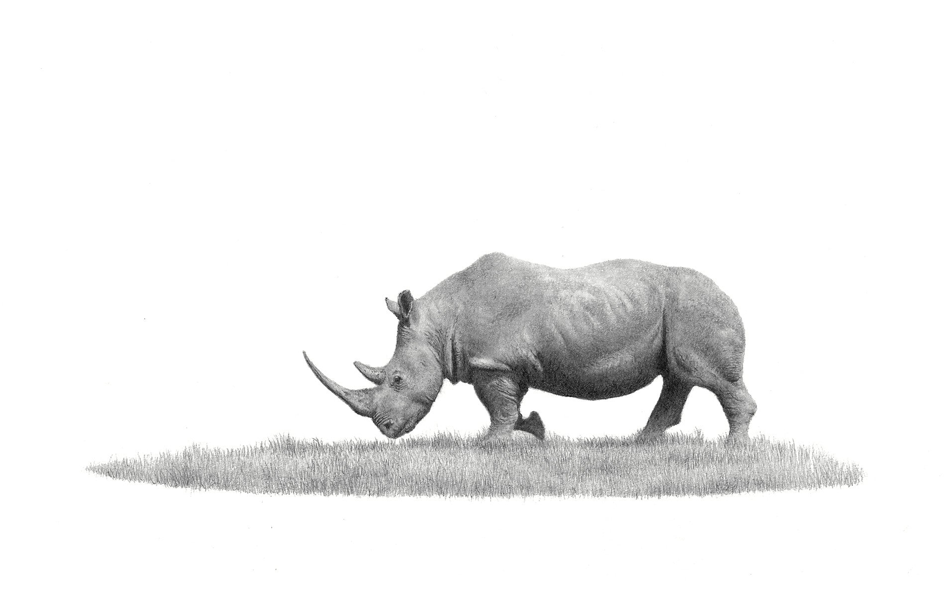 African White Rhino bull pencil drawing by wildlife artist Matthew Bell