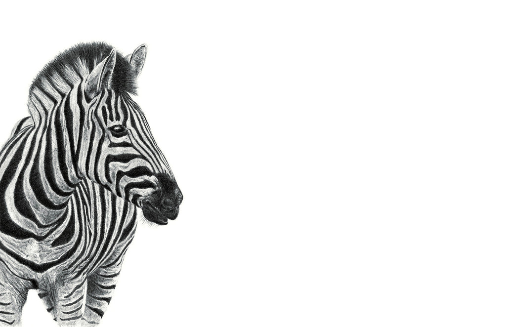 Zebra portrait artwork